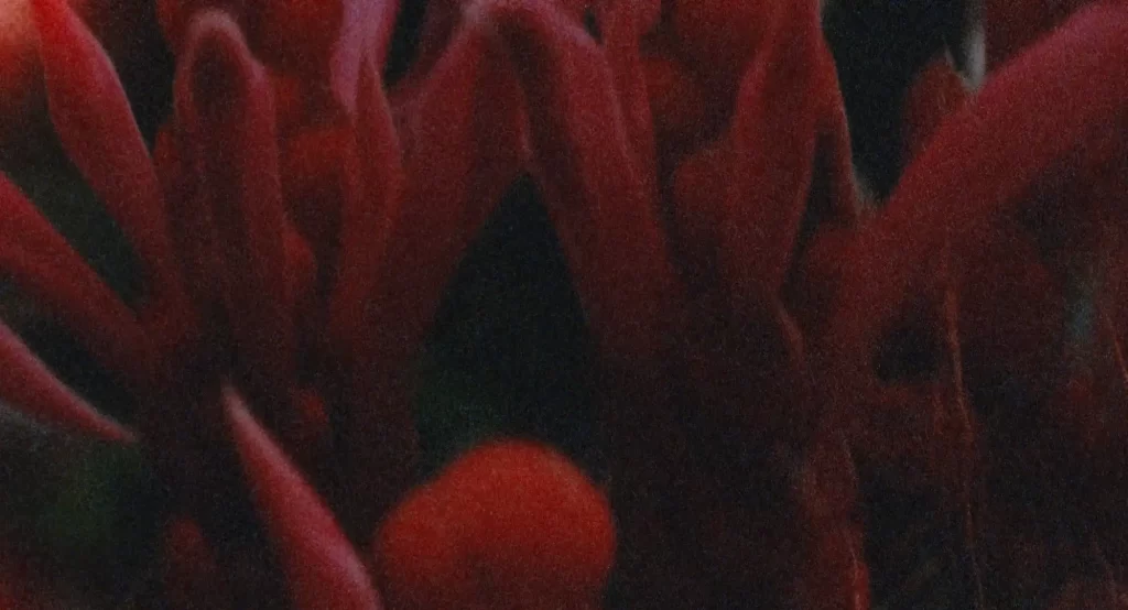 Eyes Without Gaze Leniko Sennoma