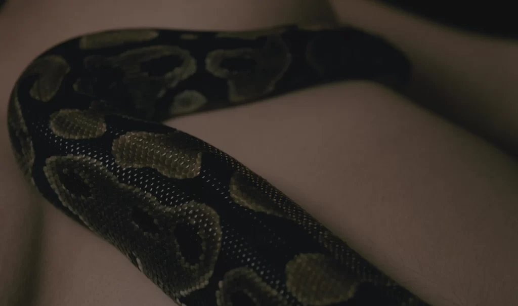 Eyes Without Gaze Leniko Sennoma